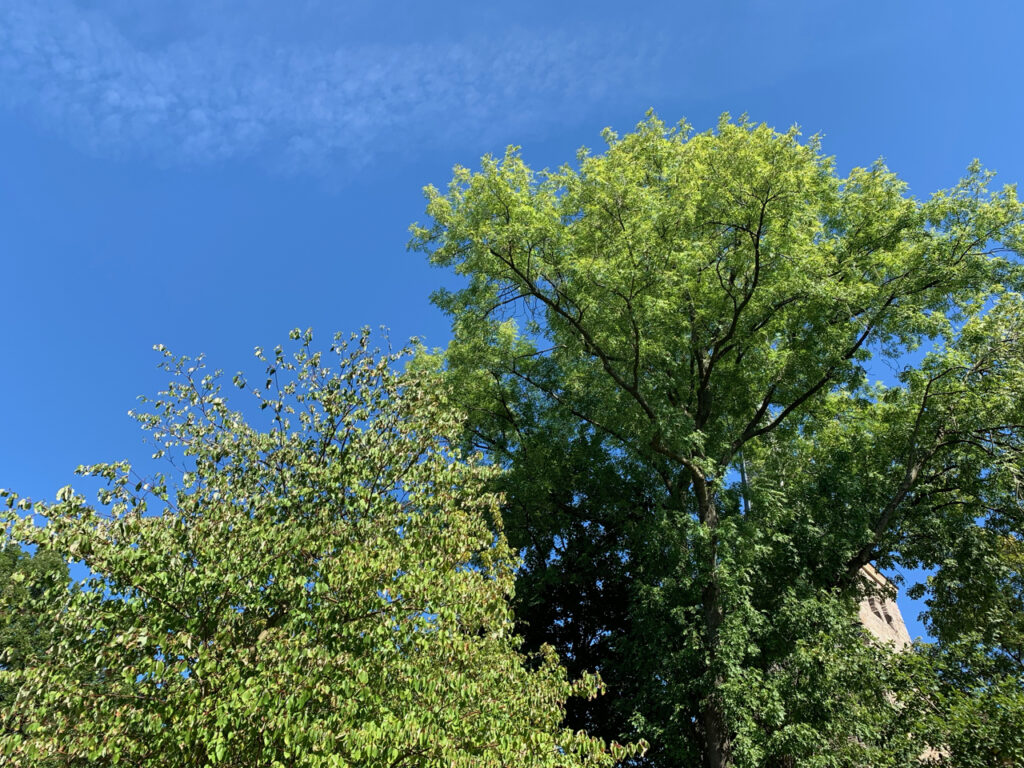 Blauer Himmel hinter grünen Bäumen