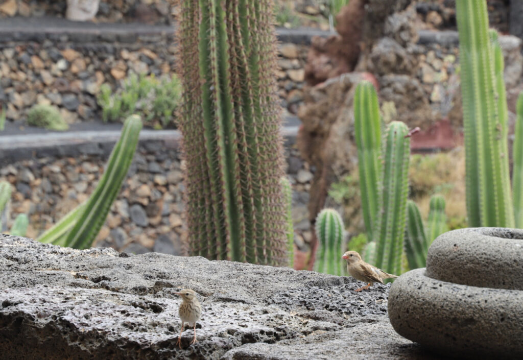 Lanzarote: Jardin de Cactus