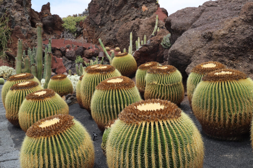 Jardin de Cactus