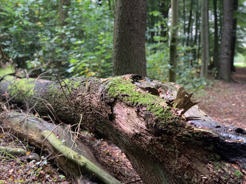 Besuch im Wald: Umgekippter Baum bemoost