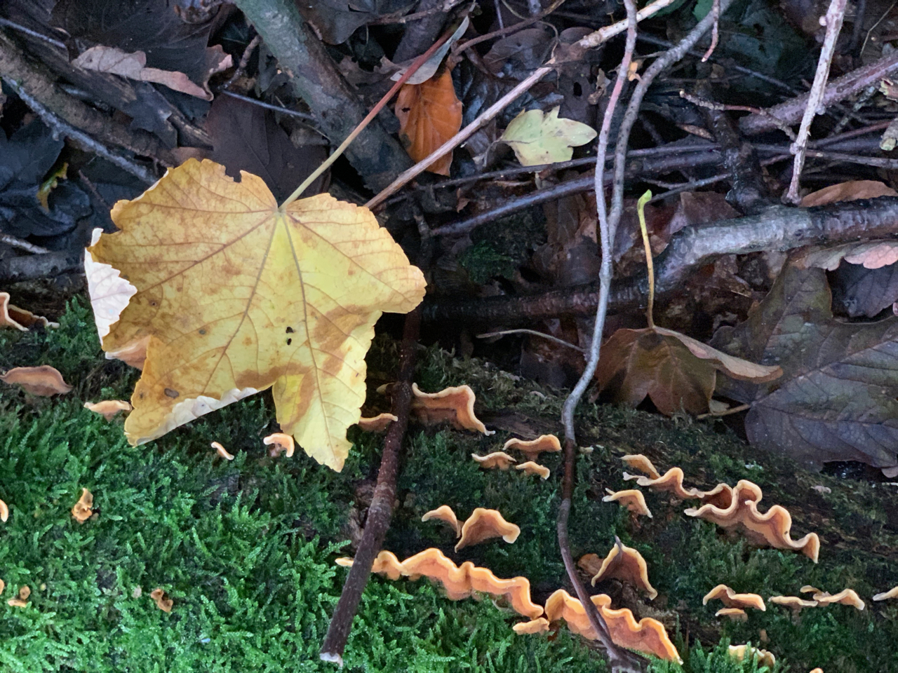 Wald: Bemooster Stamm