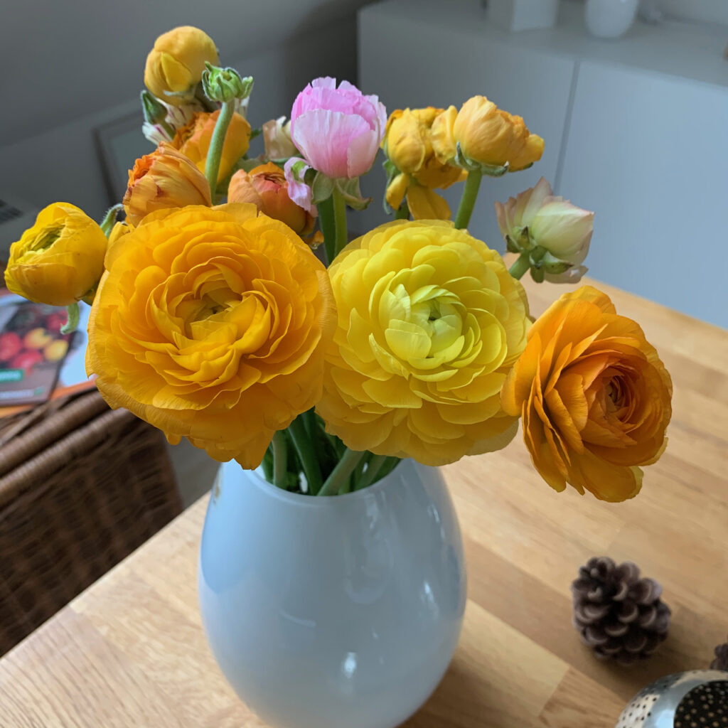 Ranunkeln in der Vase