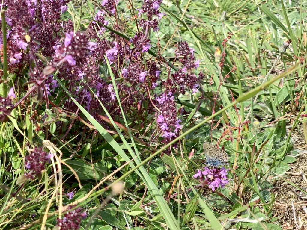 Lüneburger Heide: Lila-blühende Pflanze mit blauem Schmetterling