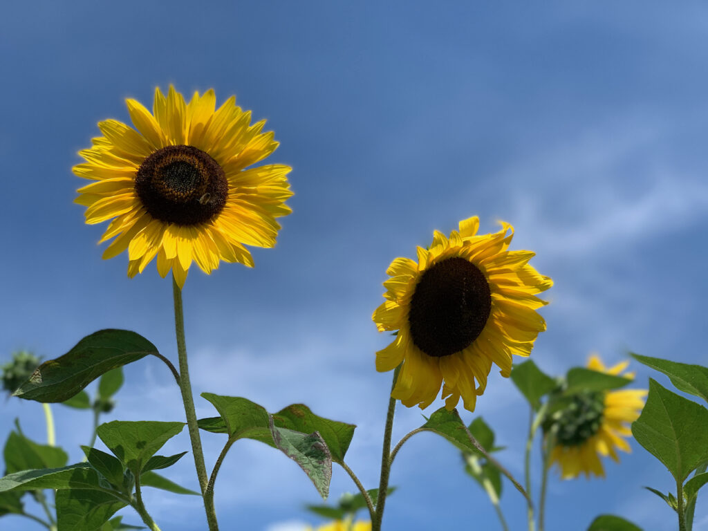 zwei Sonnenvlumen vor knallblauem Himmel