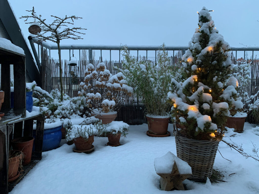 Dachterasse mit Blumentöpfen und Schneehäubchen auf den Pflanzen