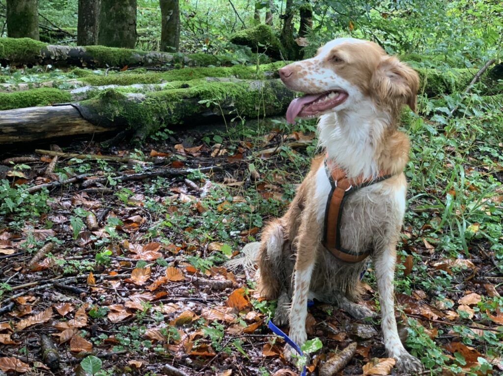 Meine Hündin Lise (Setter-Mix) im OberstdorferWald