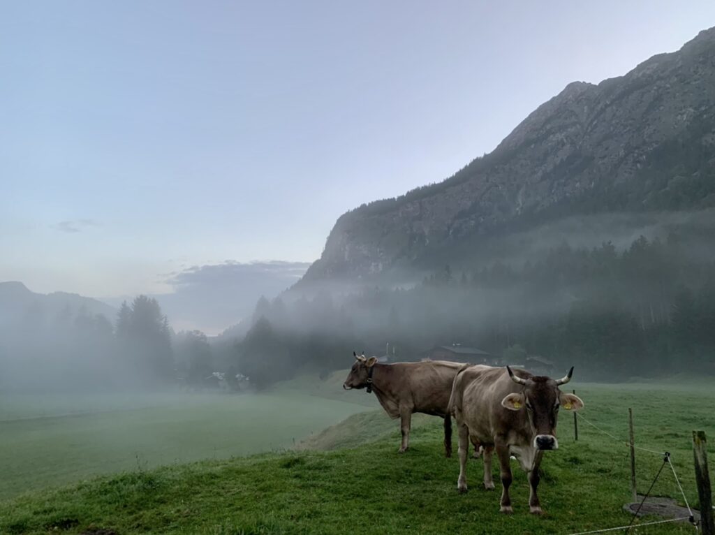 Kühe in der morgendlich diesigen Bergwelt.