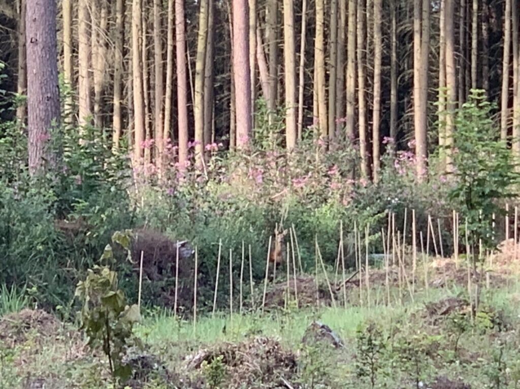 Wald mit Reh: Man sieht viele Bäume, Gebüsch und zwischen all dem kann man mit viel Fantasie ein Reh erahnen.