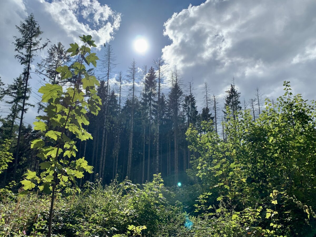 Wald: Hinten Kiefern, vorne ein kleiner Ahorn-Baum bei Sonne