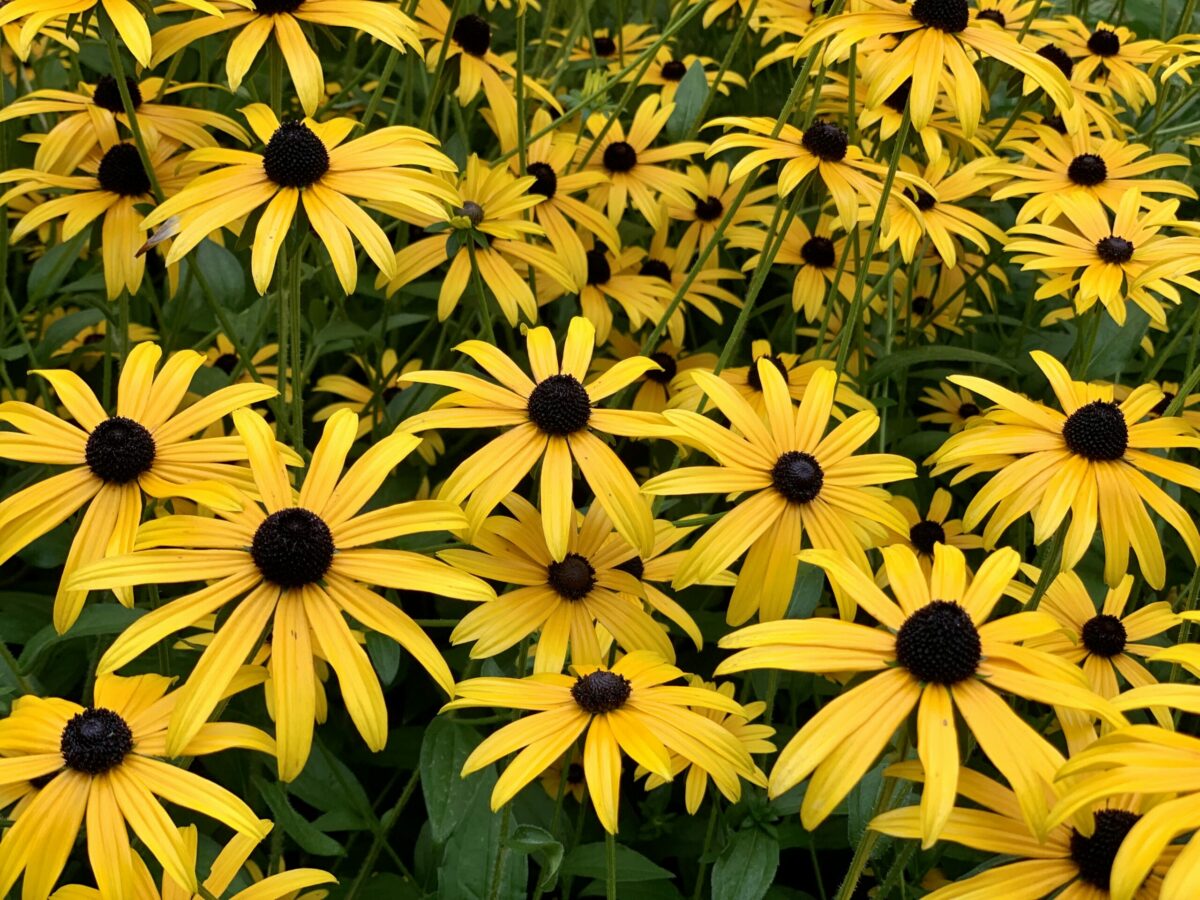 Eine Vielzahl an Sonnenhut-Blumen: Schwarze Stempel mit knallgelben Blütenblättern