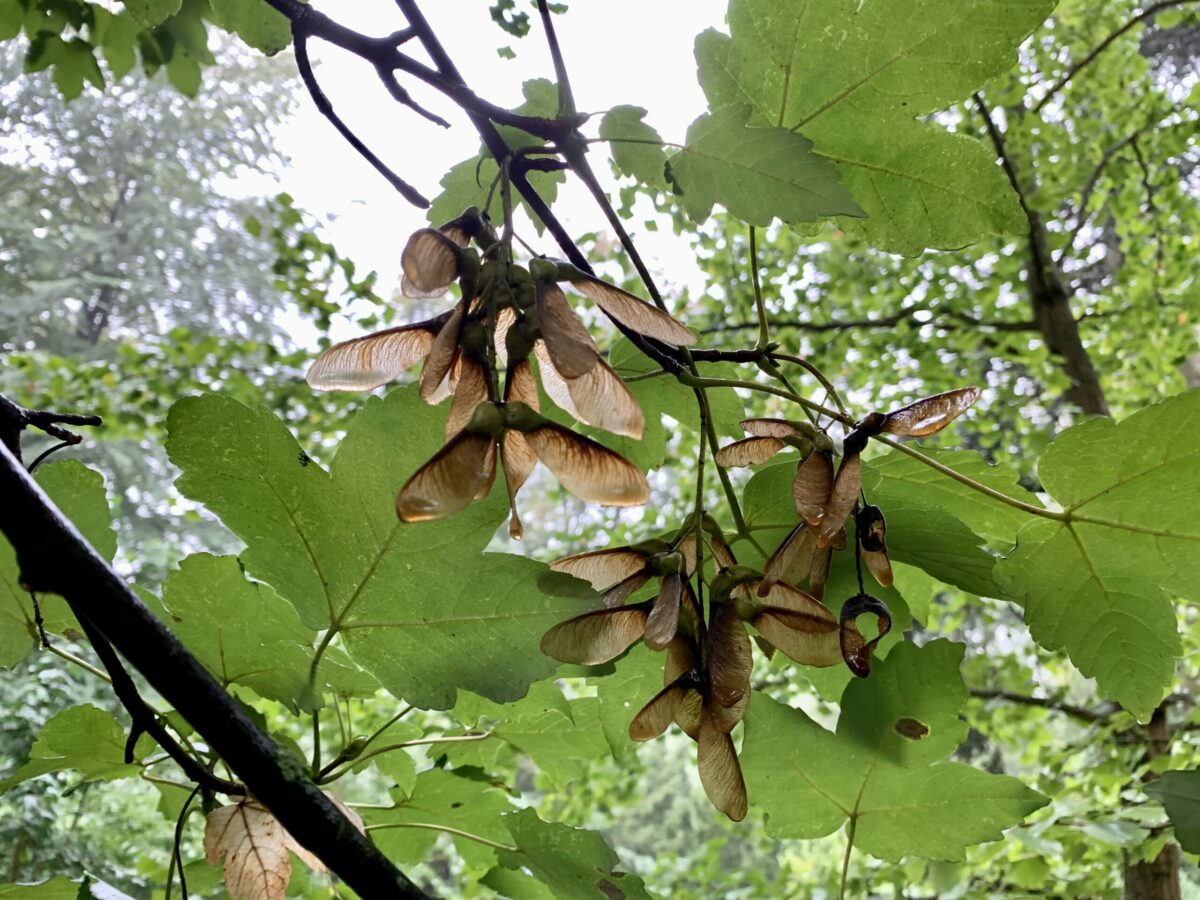 Ahorn: Am Baum hängen neben den typischen Blättern des Ahorns auch seine Früchte
