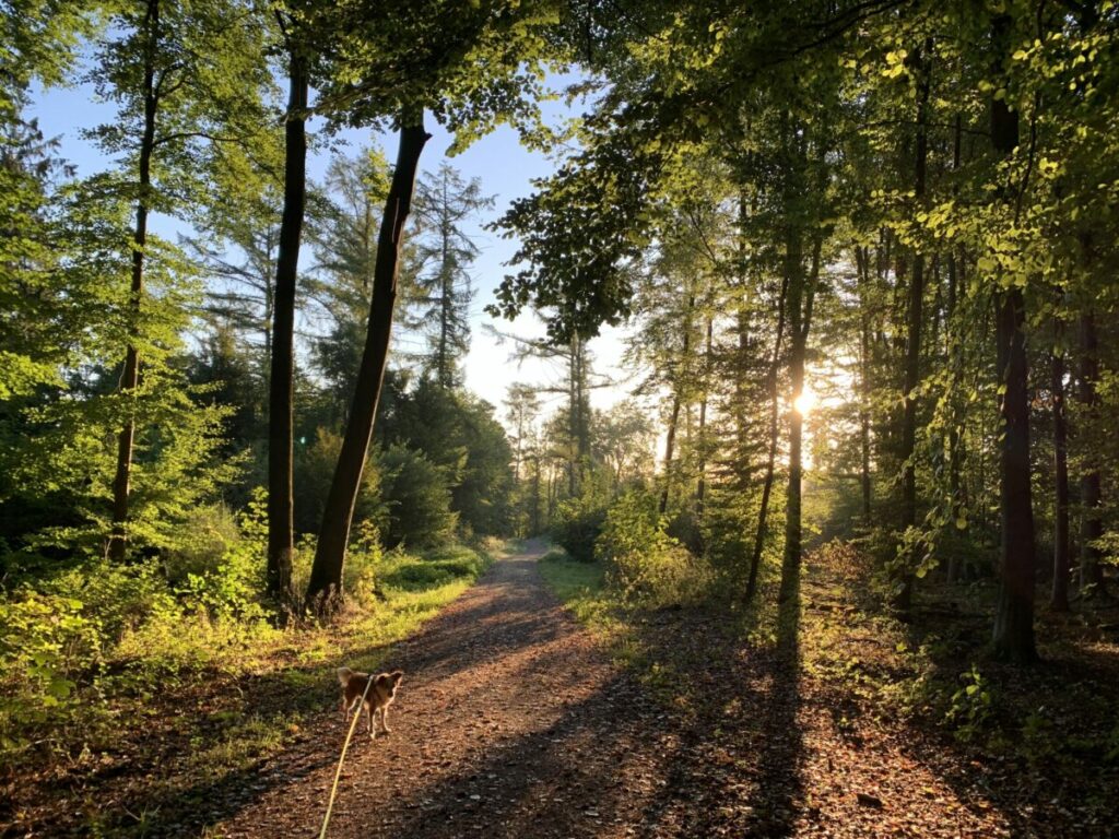 Morgenrunde im Wald: Die Sonne scheint von hinten goldig durch die Bäume, im Vordergrund ist Hündin Lise zu sehen