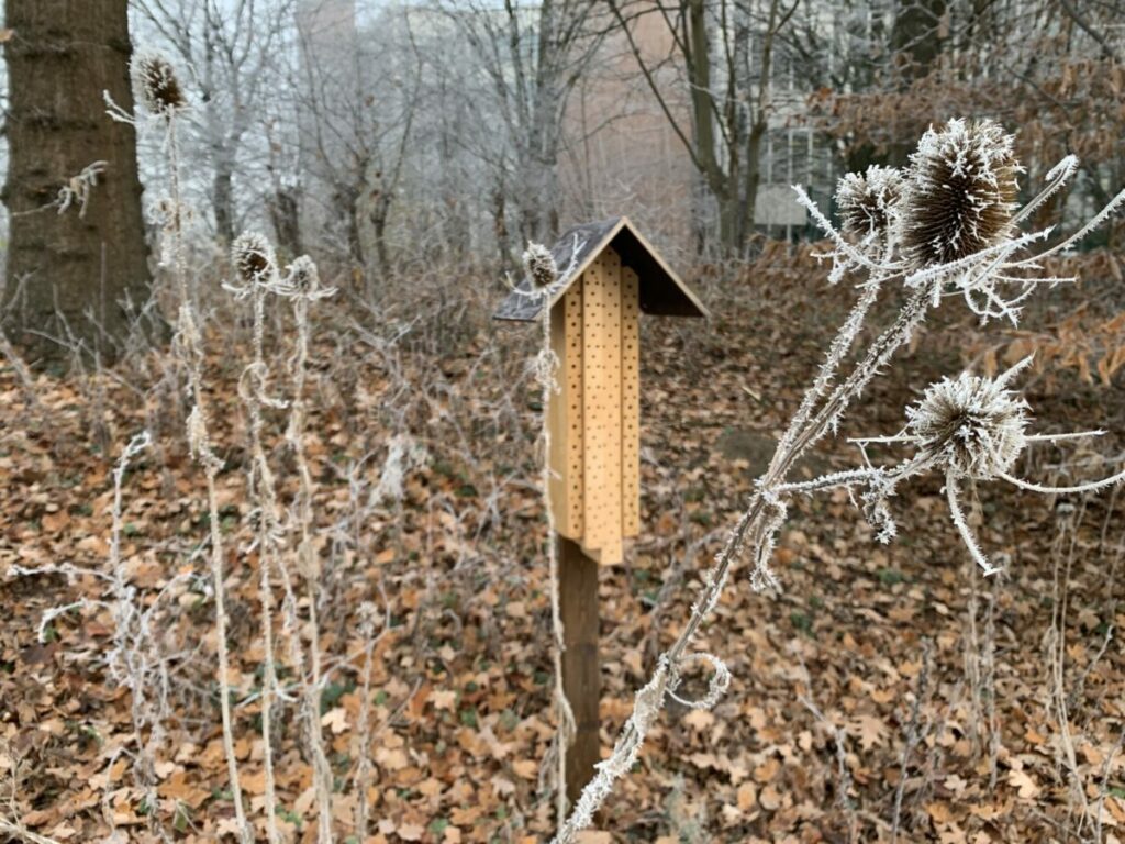 ... mit vereisten Disteln