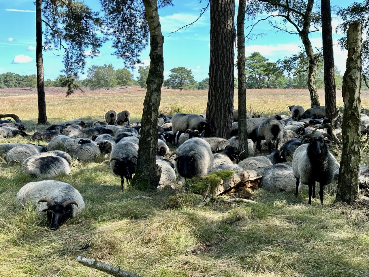 Rudelsingen, Feen & Selfies – Meine Glücksmomente der Woche (19/08/23)