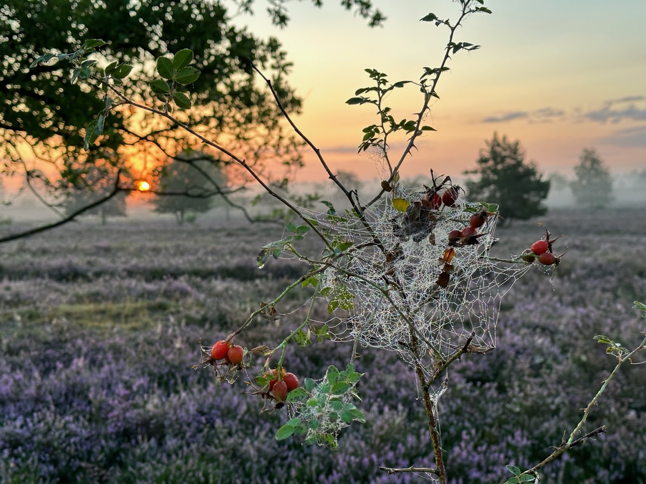 Flammkuchen mit Birnen, Ziegenkäse und Walnüssen