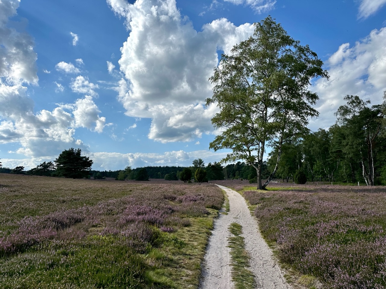 Ganz großes Kino: Die Lüneburger Heide