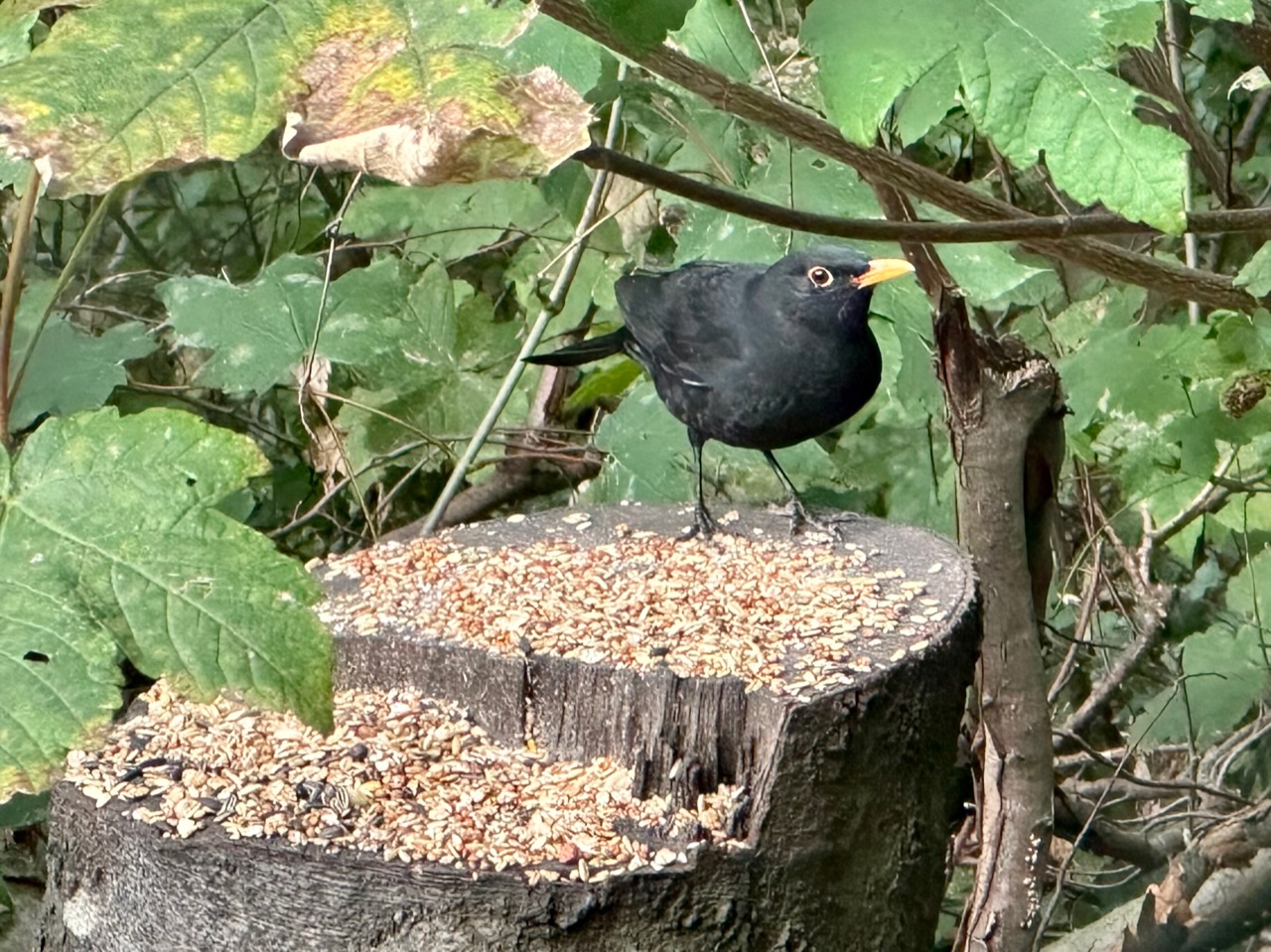 Sich für neue Themen begeistern – Mein Einstieg in die Welt der Vögel