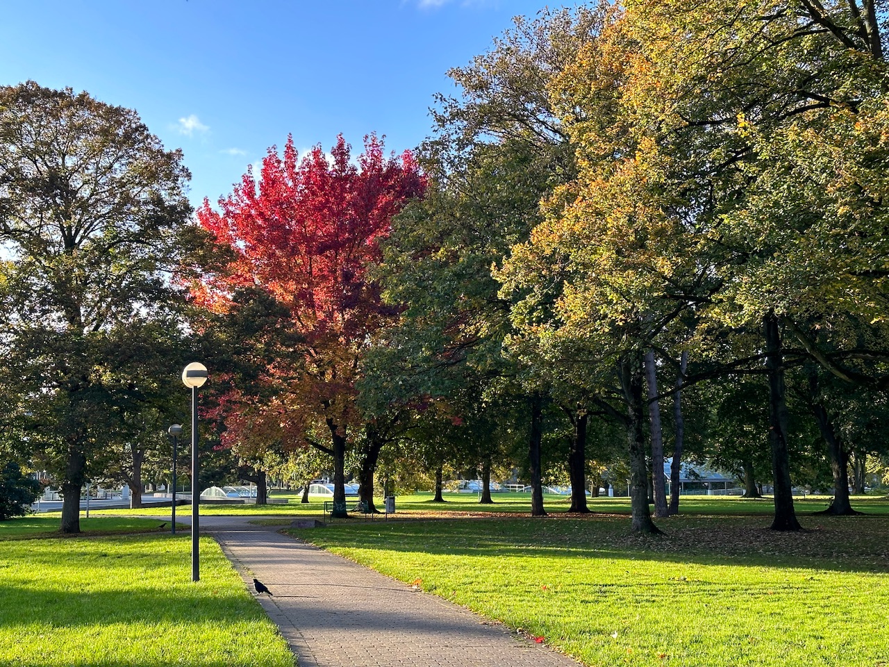 Park: Blick über einen Gehweg, im Huntergrund Bäume, die teilweise noch grün sind, einer ist feuerrot, andere gelblich