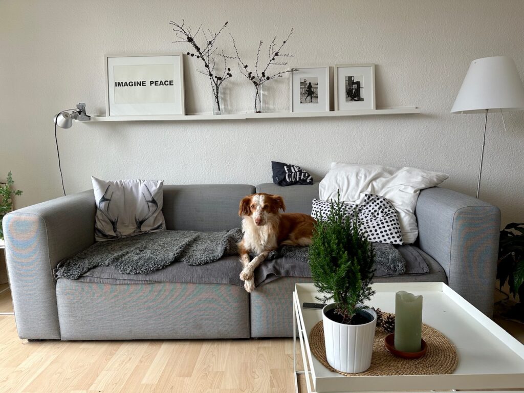 Hündin Lise auf einer grauen Vouch. Davor ein Couchtisch mit einer kleinen Zuckerhutfichte und Kerze, hinten an der Wand ein Board mit drei Bildern und zwei Vasen mit Lärchenzweigen 