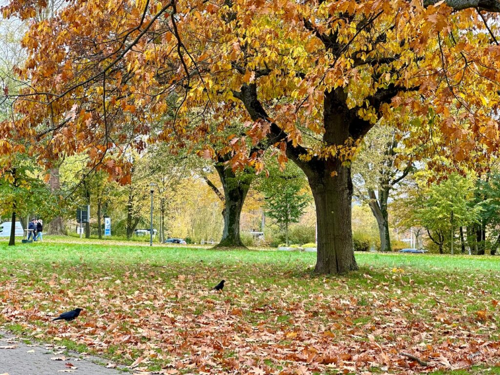 2 Rabenkrähen laufen über die Wiese, die mit Laub bedeckt ist. Im Hintergrund ein gelb belaubter Baum.