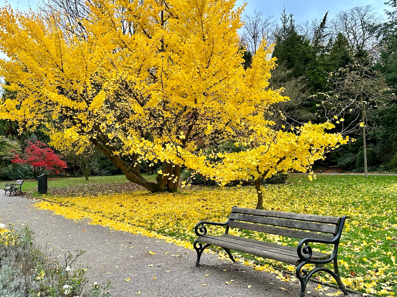 Im ordergrund eine schmiedeeiserne Bank, dahinter ein Gingko-Baum mit gelb gefärbten Blättern, dahinter ein Fächerahorn mit knallroten Blättern.