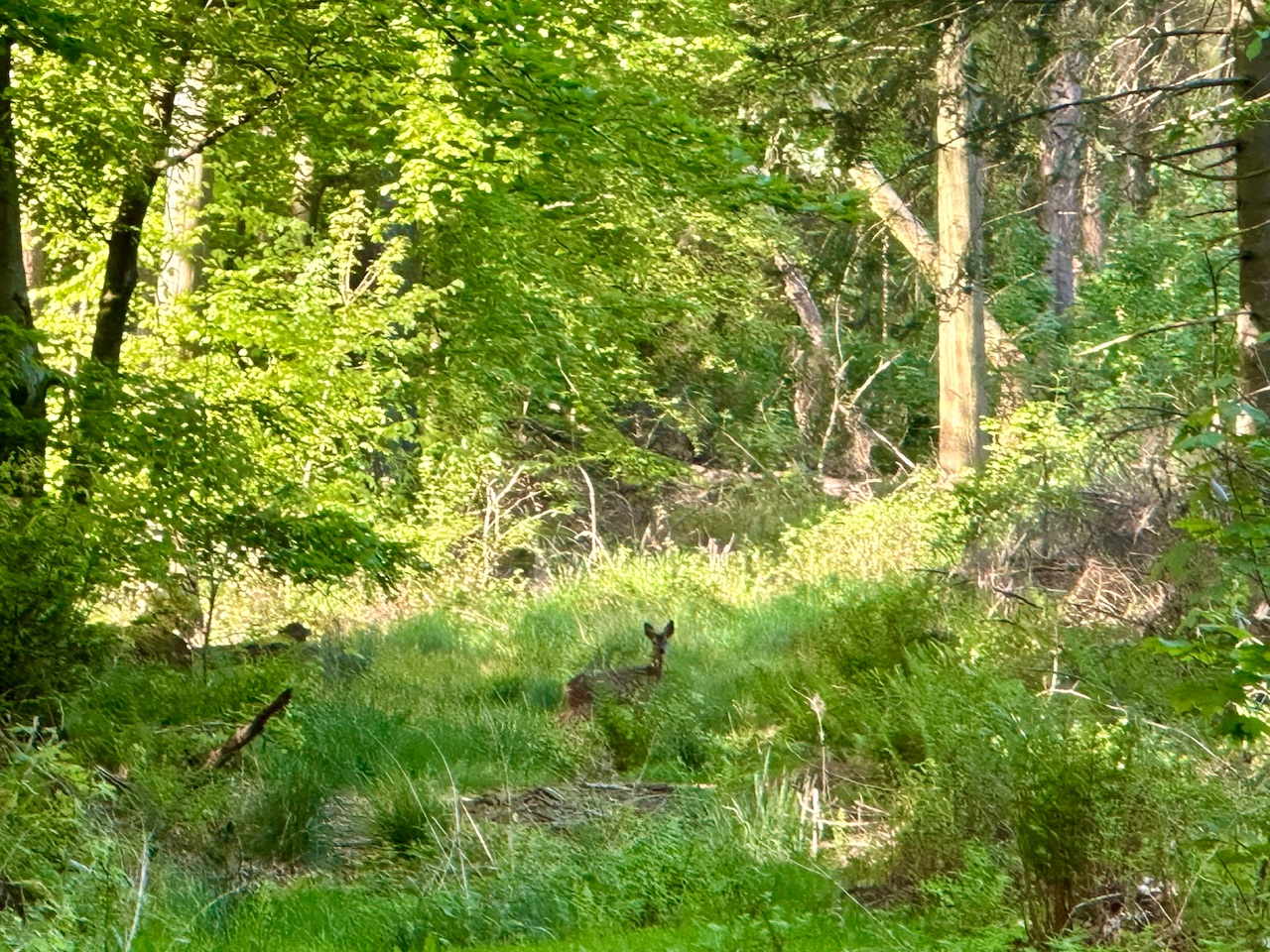 Grün, Löwenzahn und Einhörner – Meine Glücksmomente der Woche (04/05/24)