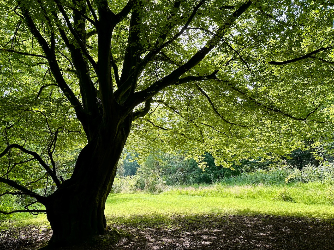 Intuition, Abendroutine und Kalender – Meine Glücksmomente der Woche (20/07/24)