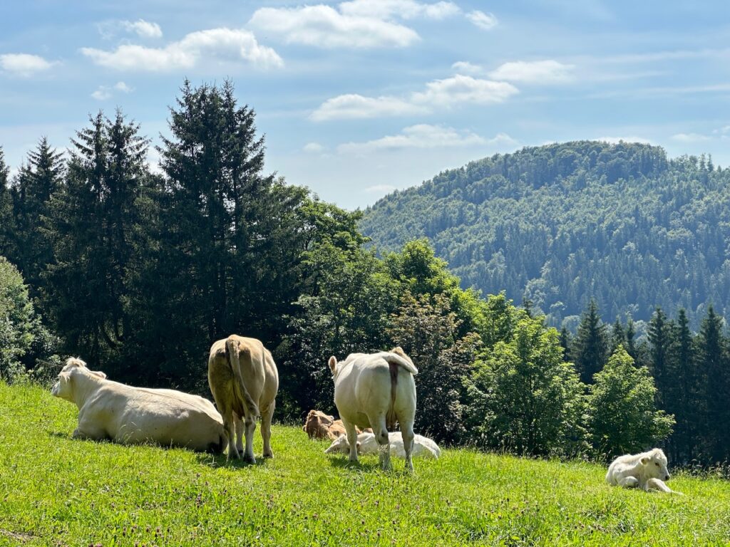 Weiße Kühe liegen und stehen auf einer Weide vor Hügeln