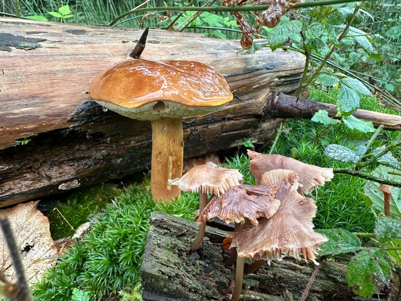 Pilze, Nebel und Dankbarkeit – Meine Glücksmomente der Woche (05/10/24)