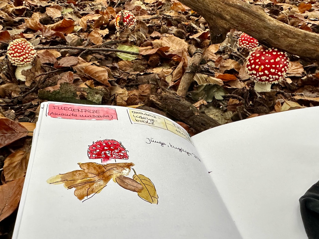 Eintauchen in die Schönheit der Natur – Nature Journaling