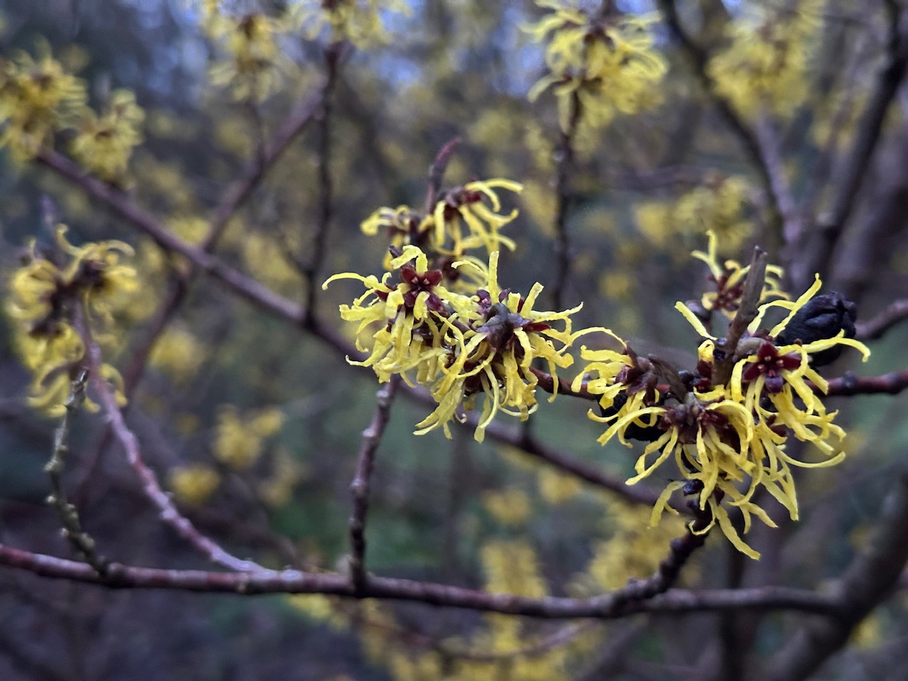 Inneres Feuer, Natur-Tagebuch und Entscheidungen – Meine Glücksmomente der Woche (01/02/25)