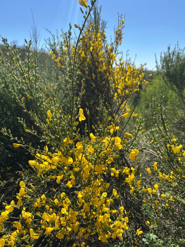 Gelb blühender Ginsterbusch