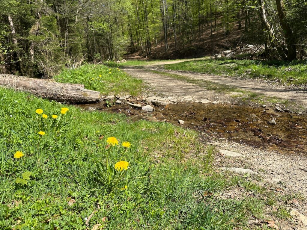 Wanderweg mit kleinem queren Bächlein und Löwenzahn im Vordergrund.