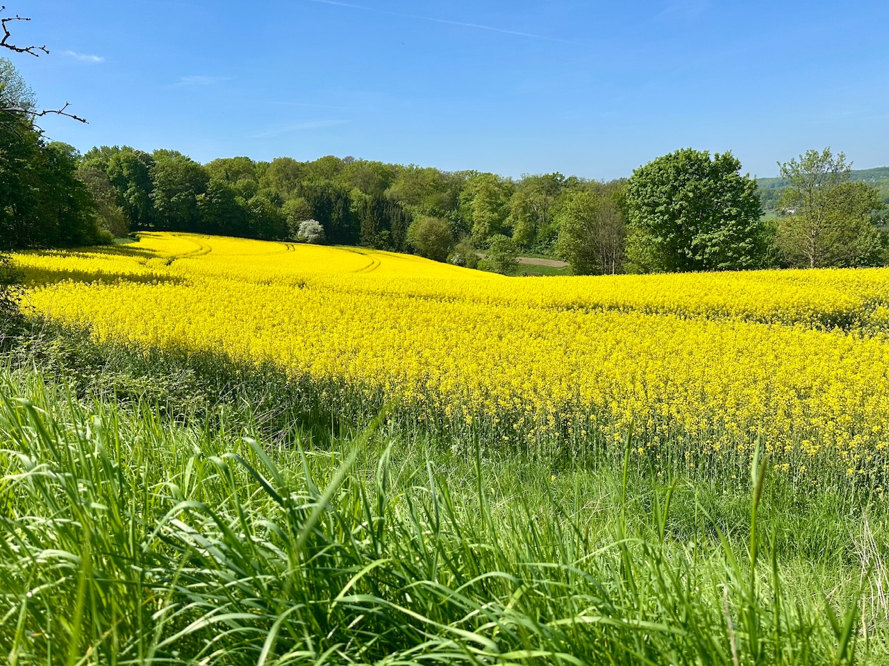 Blühendes Rapsfeld. Davor frisches, grünes Gras. Im Hintergrund frisch belaubte Bäume und strahlend blauer Himmel.