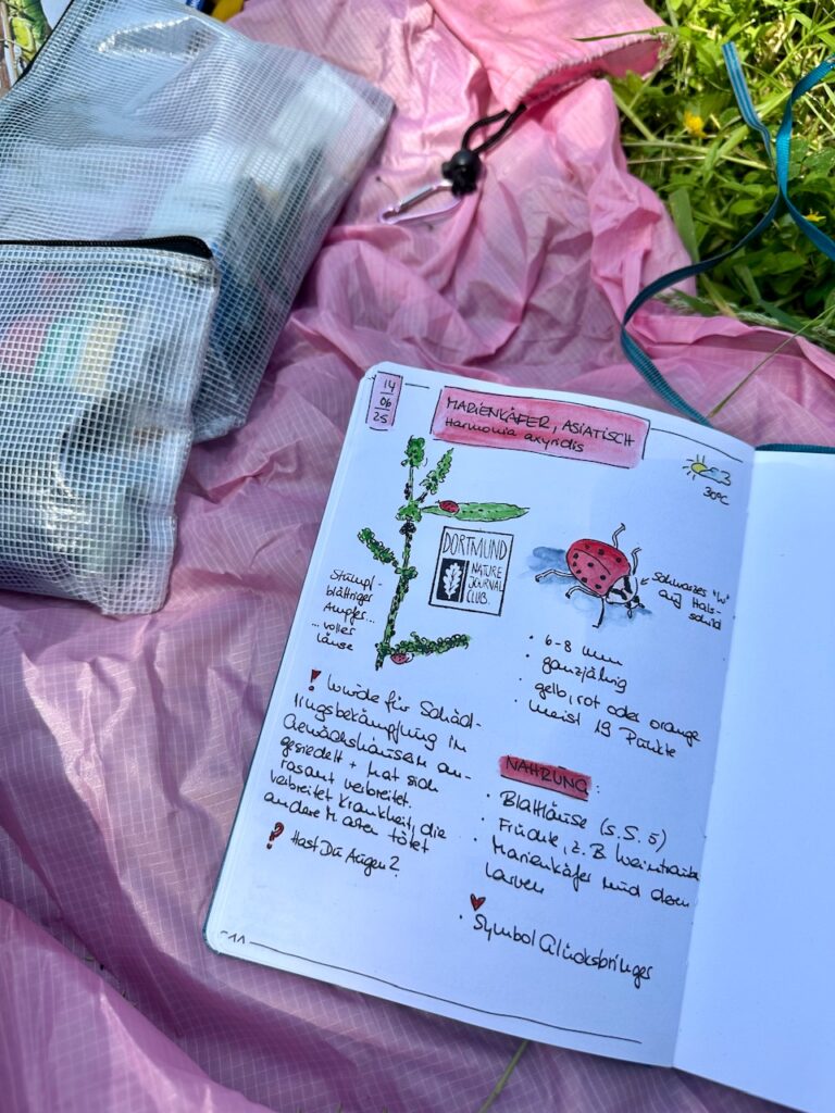 Kladde mit Zeichnung und Text zum Asieatischen Marienkäfer. Das Ganze liegt auf einer Picknickdecke auf einer Wiese.