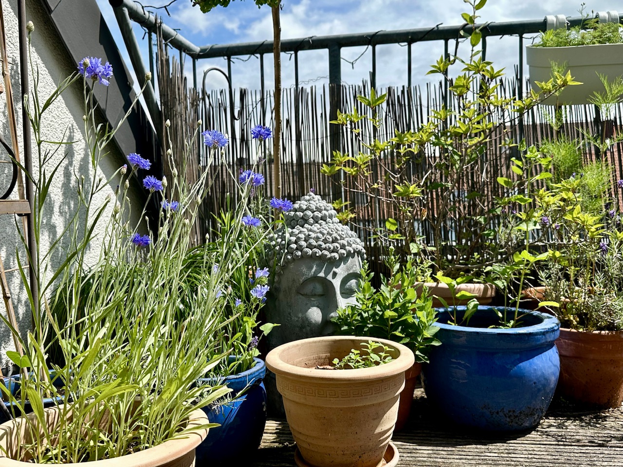 Wasser, Ventilator und Kornblumen – Meine Glücksmomente der Woche (28/06/25)