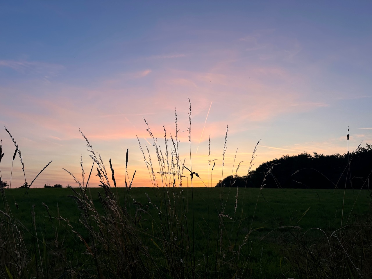 Vogelbabies, Nächte & ein schöner Roman – Meine Glücksmomente der Woche (12/07/25)