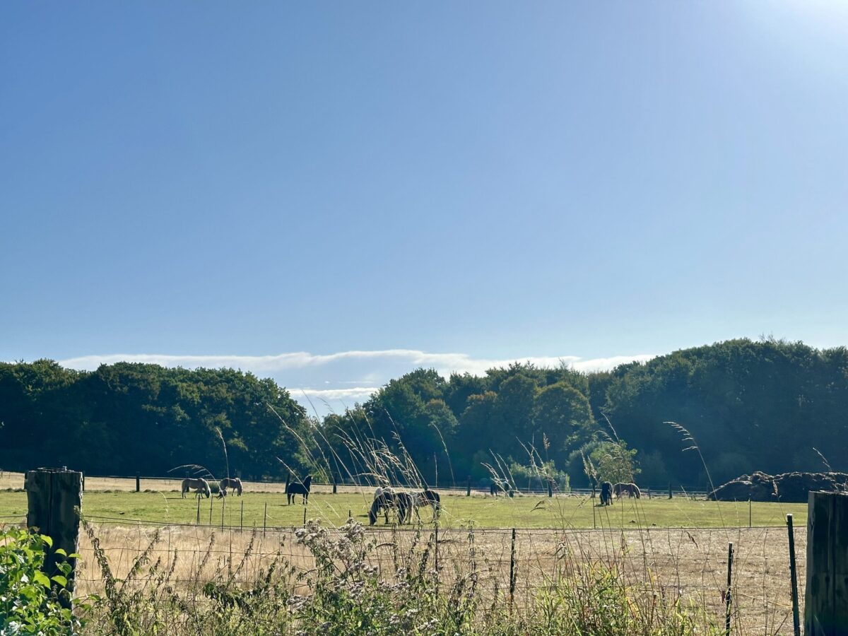 Pferde auf der Weide bei blauem Himmel