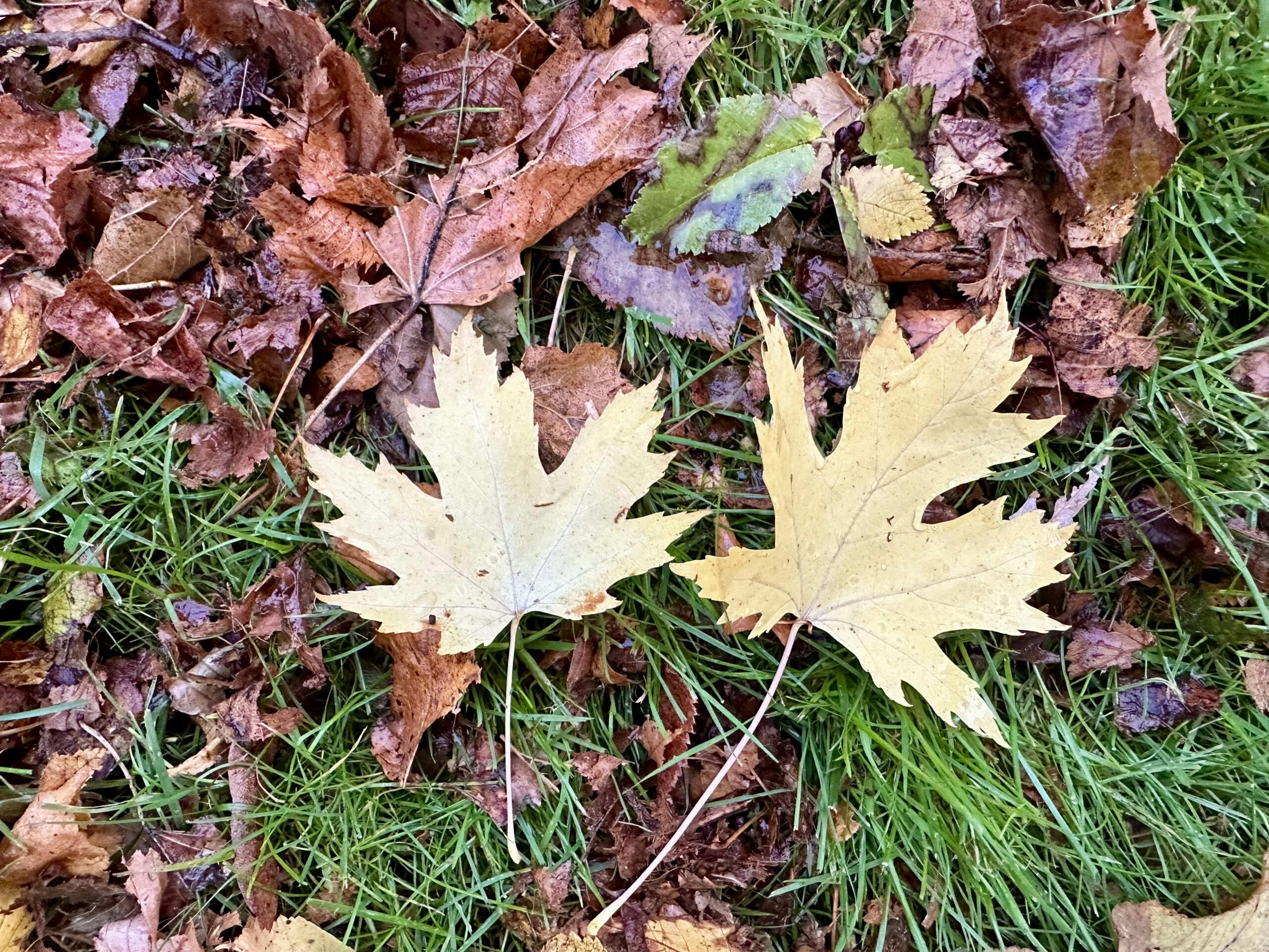 Gelbe Ahornblätter auf dem Boden - einer Wiese, die stellenweise von braunem Herbstlaub bedeckt ist.