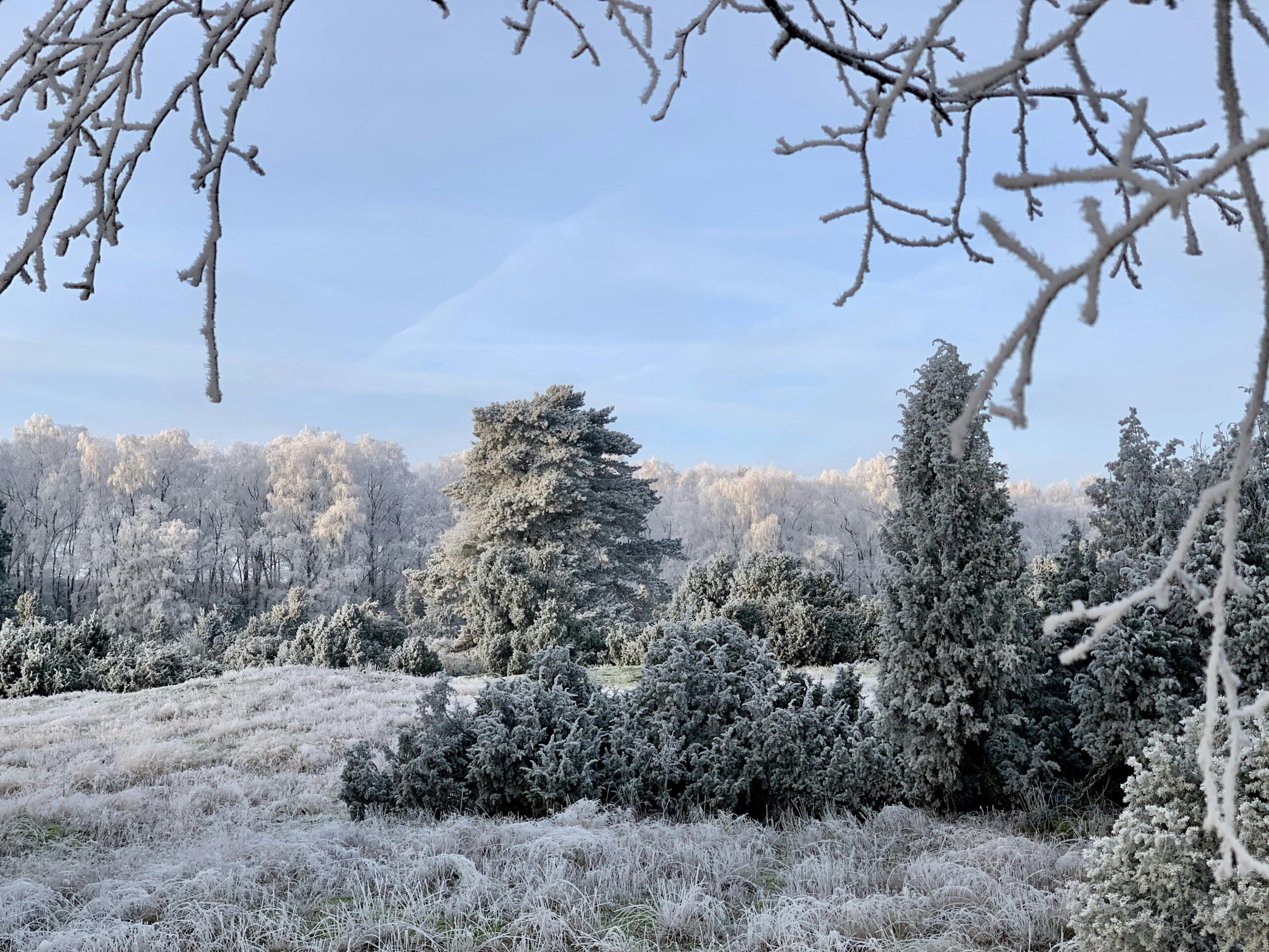 Eisige Heidelandschaft.