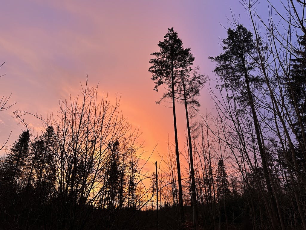 Nadelwald zum Sonnenaufgang mit orangefarbenem Himmel.