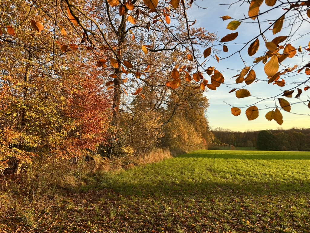 Goldener November, Supermond & Kraniche – Meine Glücksmomente der Woche (08/11/25)