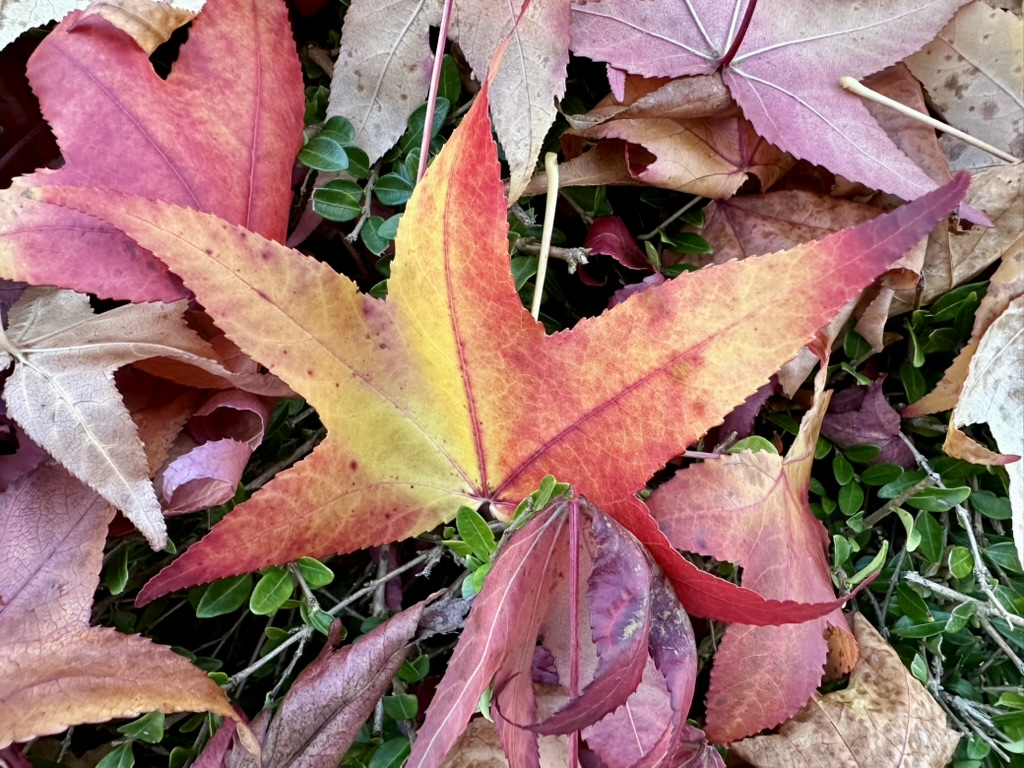 Jahresausklang, Trommeln und Vögelfütterung – Meine Glücksmomente der Woche (15/11/25)