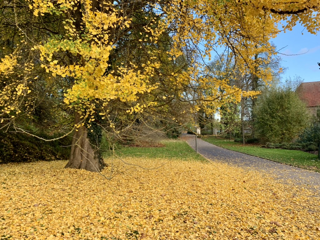Worauf wir uns im Herbst freuen dürfen