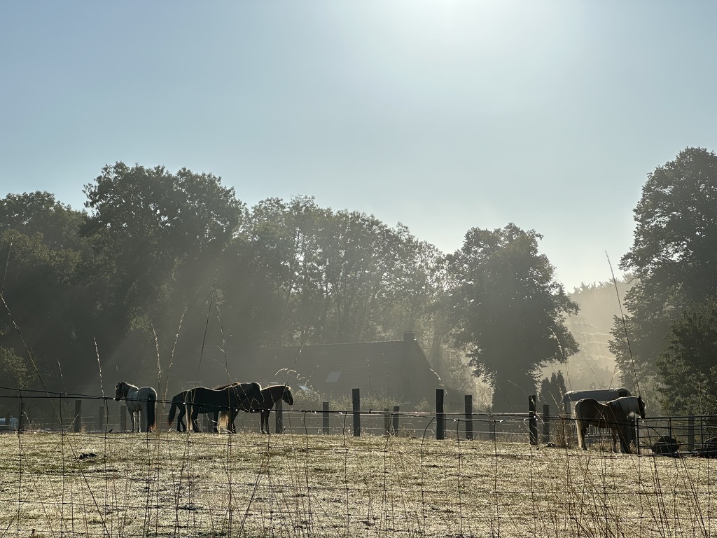 Planeten, früher Morgen und Kastanien – Meine Glücksmomente der Woche (13/09/25)