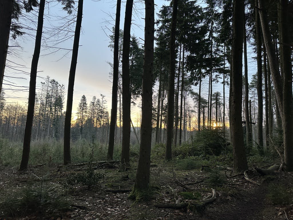 Wald bei Sonnenaufgang