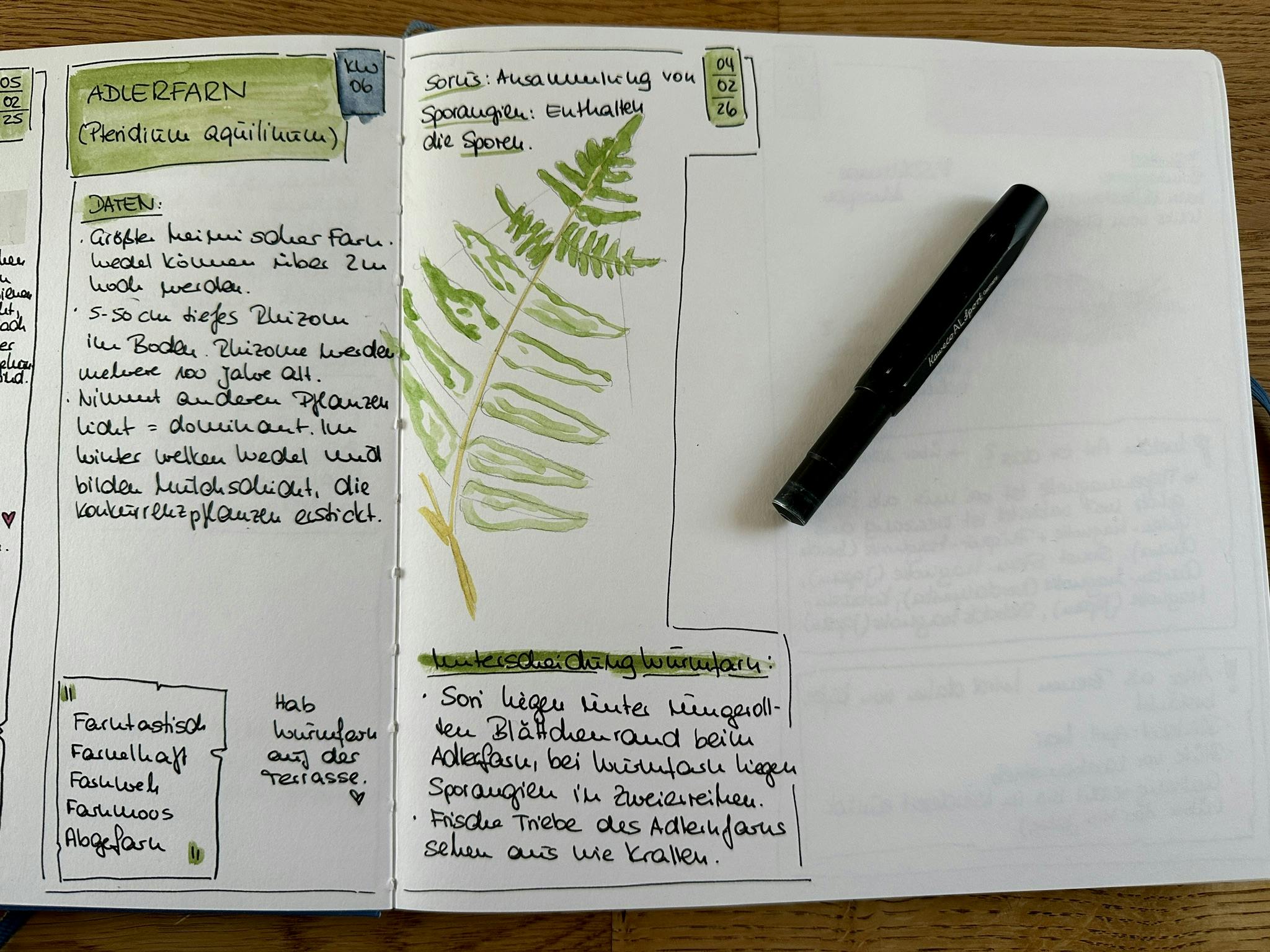 Nature Journal Eintrag mit Informationen zum Adlerfarn und einer Skizze.