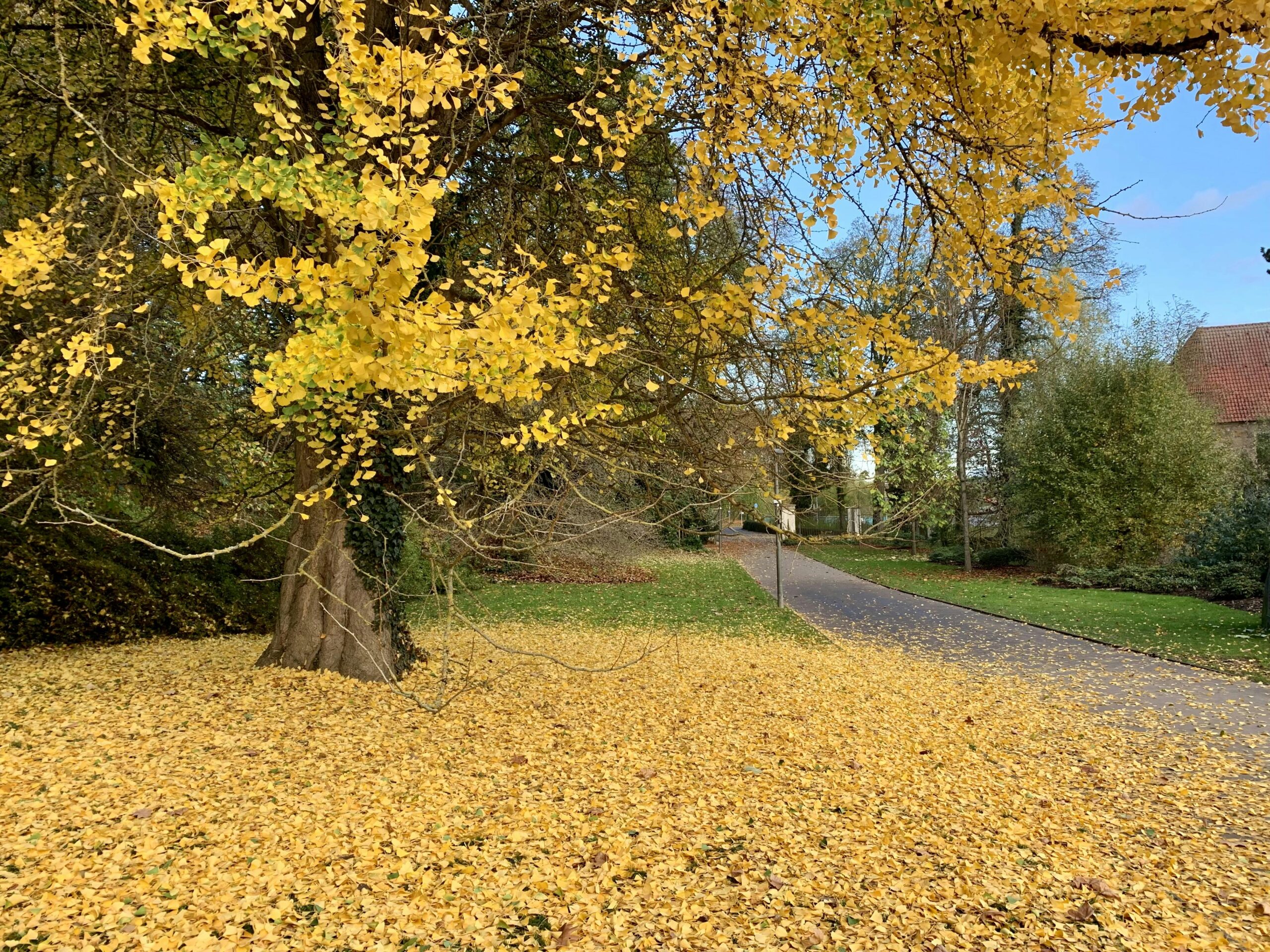 Großer, alter Gingko-Baum mit gelb gefärbtem Laub. Unter dem Baum liegen zahlreiche bereits abgefallene, gelbe Blätter.