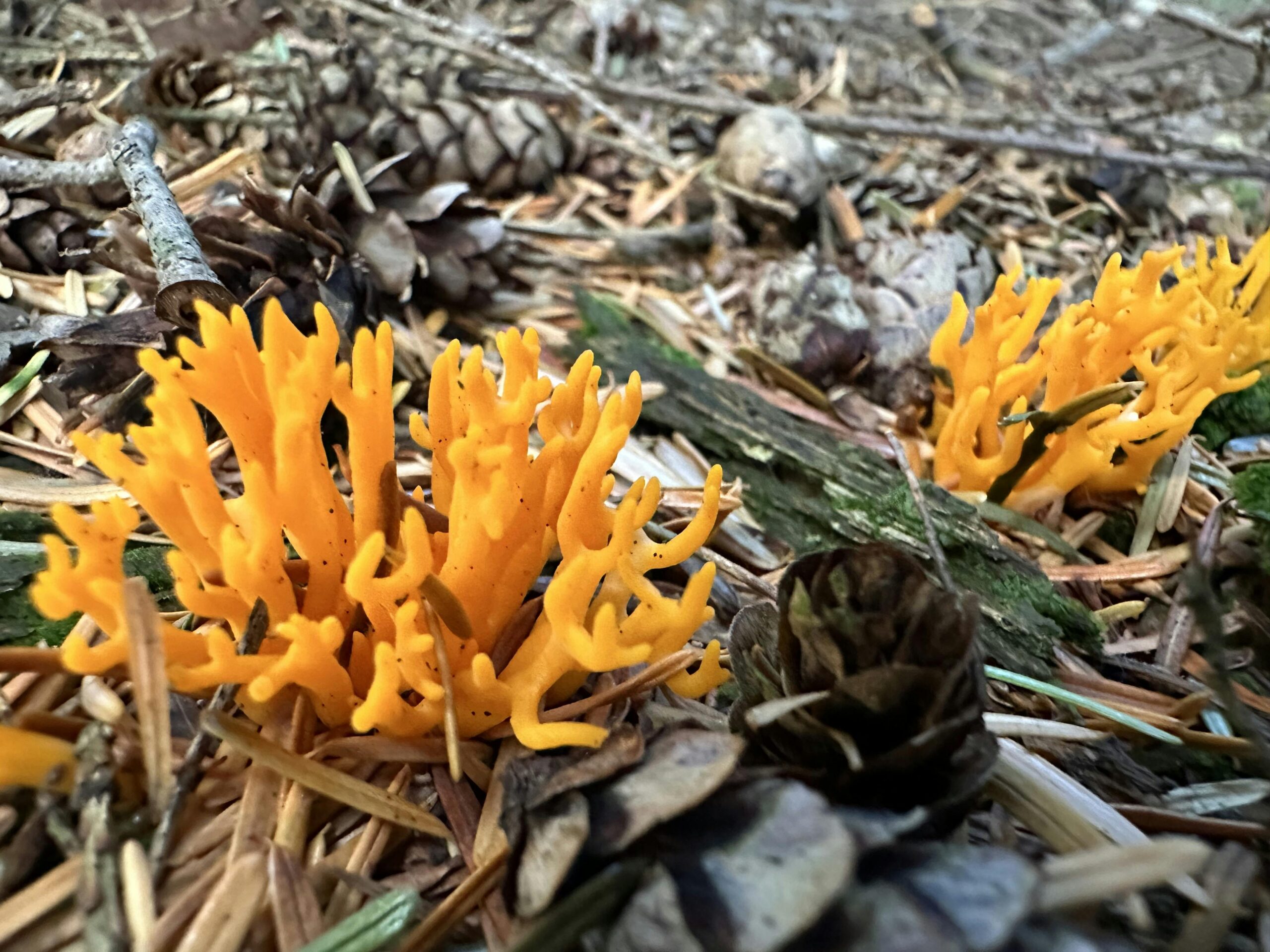 Korallenförmiger, orange-farbener Pilz "Klebriger Hörnling" auf Waldboden mit Nadeln, kleinen Ästen und Zapfen.