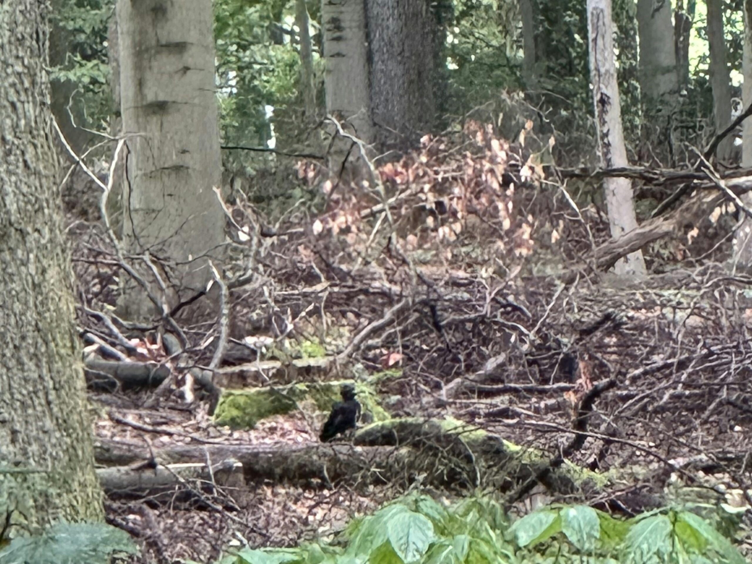 Wald mit Bäumen und viel Totholz am Boden. Auf einem umgefallenen Stamm sitz eine Schwarzspecht.